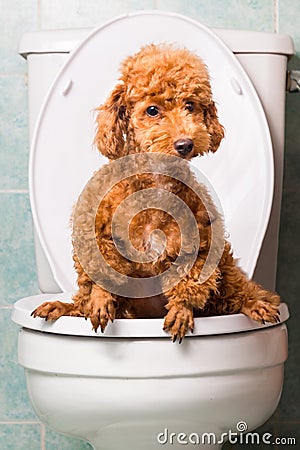 Smart brown poodle dog pooping into toilet bowl Stock Photo