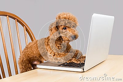 Smart brown poodle dog typing and reading laptop computer on table Stock Photo