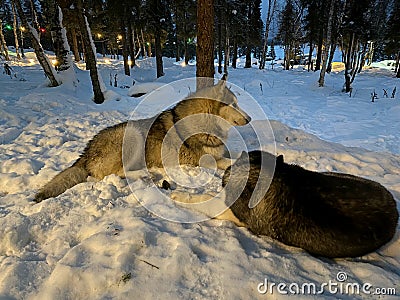 Smart couple Siberian husky dog sitting on snow in winter forest. Stock Photo