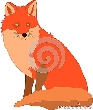 Smart cute red fox looking and paying attention Vector Illustration