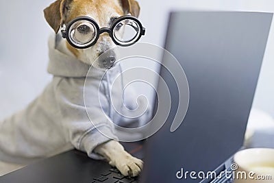 Smart dog in glasses working with computer. Stock Photo