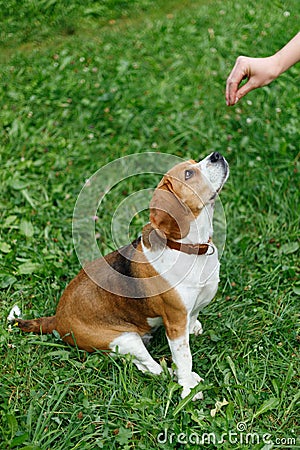 Smart dog training, beagle sits on the grass Stock Photo