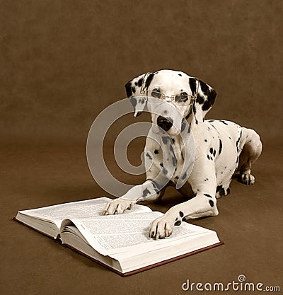 Smart doggy Stock Photo