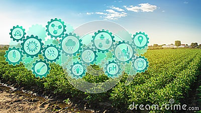 Smart farm system, innovation technology. Agricultural management, startups, improvements. Innovation and development. Potato Stock Photo