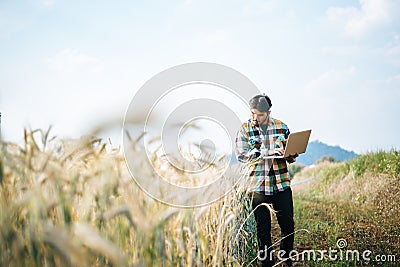 Smart farmer checking barley farm with laptop Stock Photo