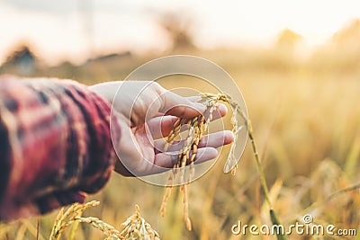 Smart farming and organic agriculture Woman studying the develop Stock Photo