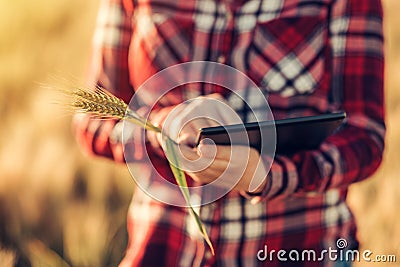 Smart farming, using modern technologies in agriculture Stock Photo