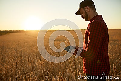 Smart farming using modern technologies in agriculture. Man agronomist farmer with digital tablet computer in wheat Stock Photo