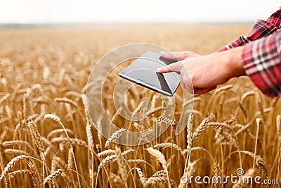 Smart farming using modern technologies in agriculture. Man agronomist farmer touches and swipes the app on digital Stock Photo