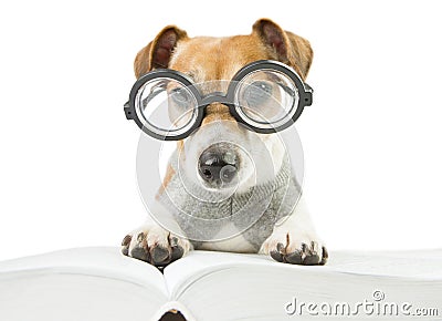 Smart fun dog is Studying Stock Photo