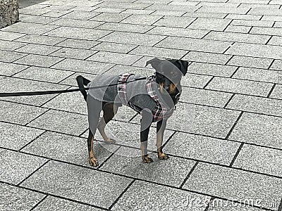 A smart German Pinscher dog. Stock Photo