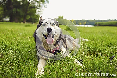 A smart husky dog in glasses looks at the camera while lying on the grass in nature Stock Photo