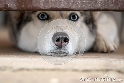 Smart husky dog looking under the fence hole Stock Photo