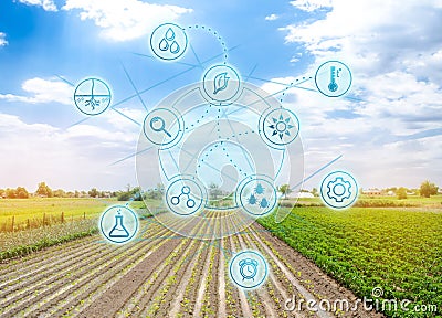 Smart innovative high technologies and innovations in agro-industry. Agricultural startup. Automation and crop quality improvement Stock Photo