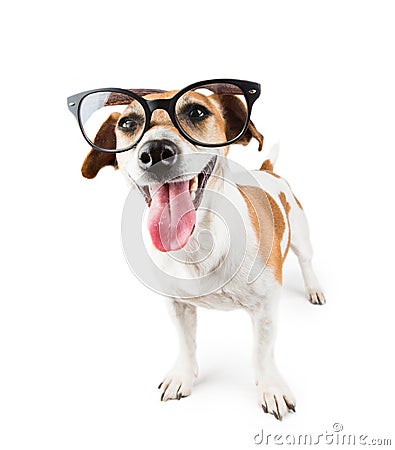 Smart nerd dog Stock Photo