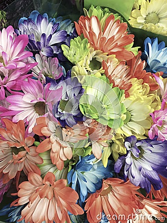 Smart phone image of different colored daisies in a bunch Stock Photo