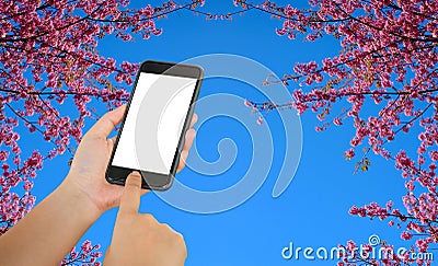 Smart phone on sakura or flower queen tiger background. Stock Photo