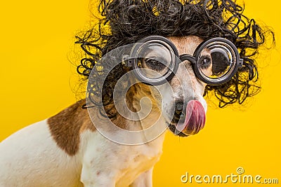 Smart professor nerd dog portrait in black curly wig and glasses. Licking muzzle. Funny pet. Yellow background Stock Photo