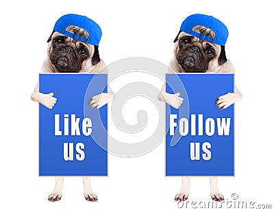 Smart pug puppy dog with blue follow us and like us sign and wearing blue cap, isolated on white background Stock Photo