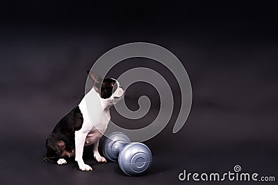 Smart puppy dog, boston terrier with sports equipment. Sport, fitness, bodybuilding concept. Stock Photo