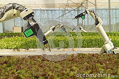 Smart robotic in agriculture futuristic concept, robot farmers automation must be programmed to work to spray chemical,fertilize Stock Photo