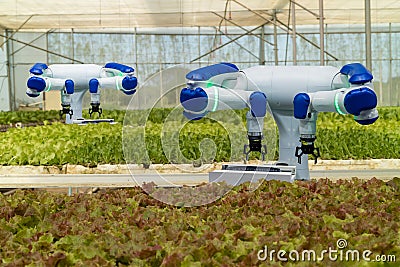 Smart robotic in agriculture futuristic concept, robot farmers automation must be programmed to work in the vertical or indoor f Stock Photo