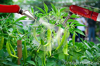 Smart robotic farmers in agriculture futuristic robot automation to work to spray chemical fertilizer or increase Stock Photo