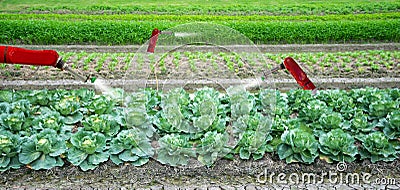 Smart robotic farmers in agriculture futuristic robot automation to work to spray chemical fertilizer Stock Photo