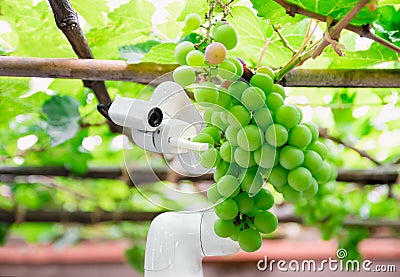 Smart robotic farmers grape in agriculture futuristic robot automation to work increase Stock Photo