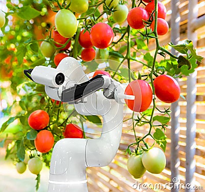 Smart robotic farmers harvest in agriculture futuristic robot automation to work technology Stock Photo