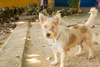 A smart thai dog Stock Photo