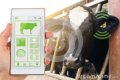 Smartphone app reading dairy cows data tag agritech concept Stock Photo