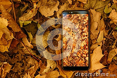 Smartphone autumn foliage faded leaves background Stock Photo