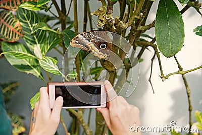 Smartphone in hands photographing butterfly sitting on plant Stock Photo