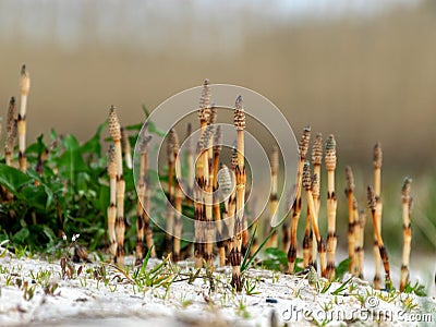 Smeared background, fragments of field horsetail, is an herb of the horseradish family Stock Photo
