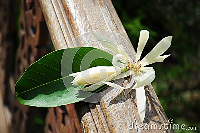 White Champa flowers on green leaf Stock Photo
