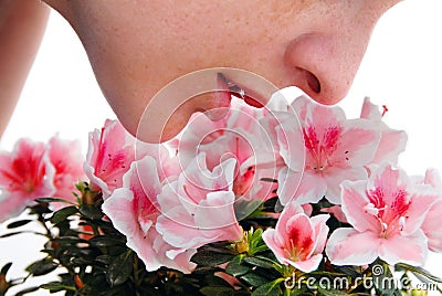 Smelling pink Azalea flowers Stock Photo