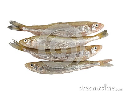 Smelt Fish (Osmerus Eperlanus) Stock Photo