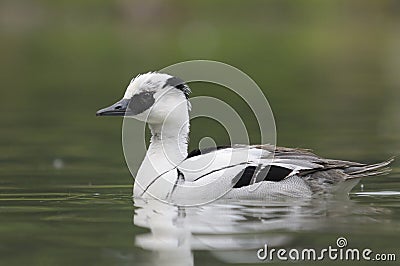 Smew Stock Photo