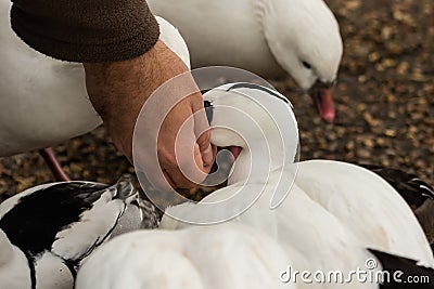 Smew, Mergellus albellus, being hand feed in park by anonymous male hand Stock Photo