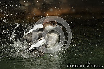 Smew (Mergellus albellus) flapping wings Stock Photo