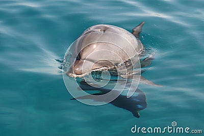 Smile dolphin Stock Photo