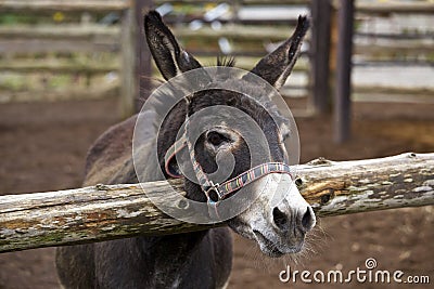 Smile of a donkey Stock Photo