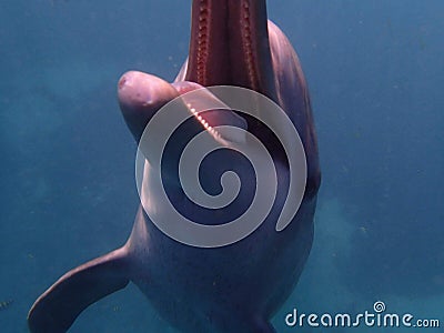 Smile happy happydolphin dolphin dolphinsmile Stock Photo