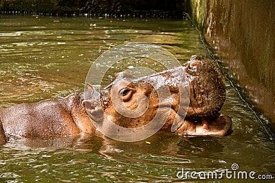 Smile hippo Stock Photo