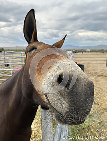 A smile on the mule. He closes his eyes and with big nostrils is happy. Stock Photo