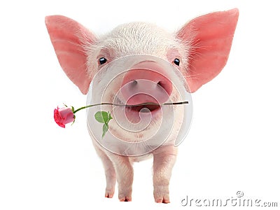 Smile pig Stock Photo