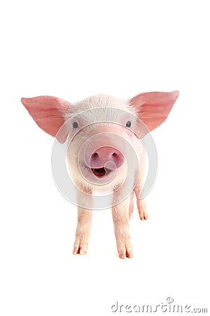 Smile pig Stock Photo