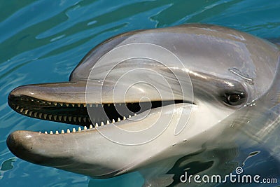 Smile: You're a Dolphin Stock Photo