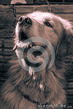 Smiley cute golden retriever Stock Photo